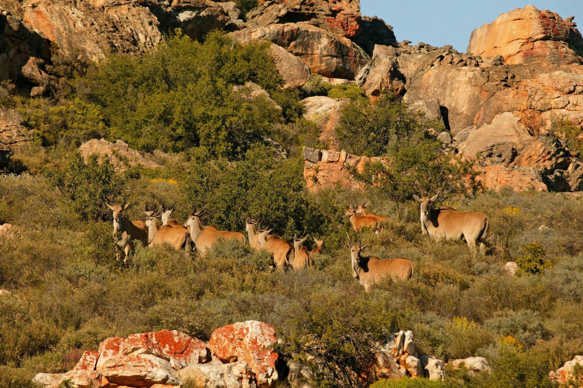Bushmans Kloof Wilderness Reserve And Wellness Retreat Clanwilliam Dış mekan fotoğraf