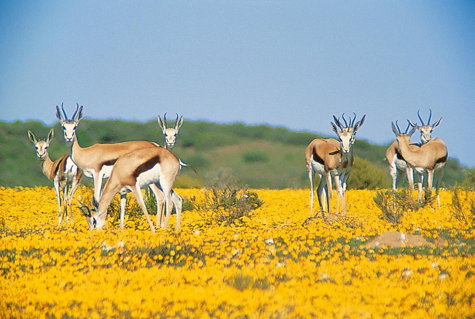 Bushmans Kloof Wilderness Reserve And Wellness Retreat Clanwilliam Dış mekan fotoğraf