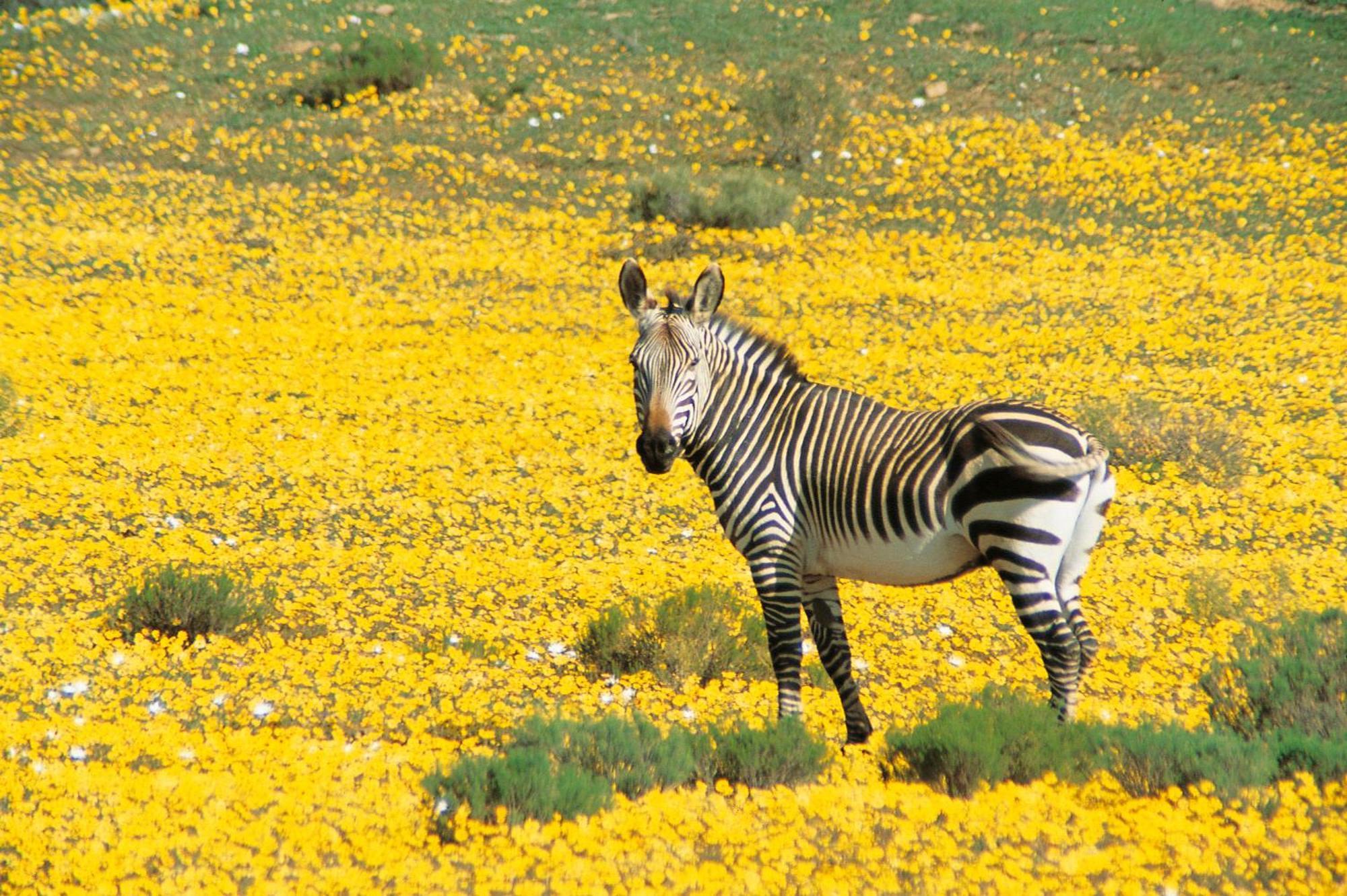 Bushmans Kloof Wilderness Reserve And Wellness Retreat Clanwilliam Dış mekan fotoğraf
